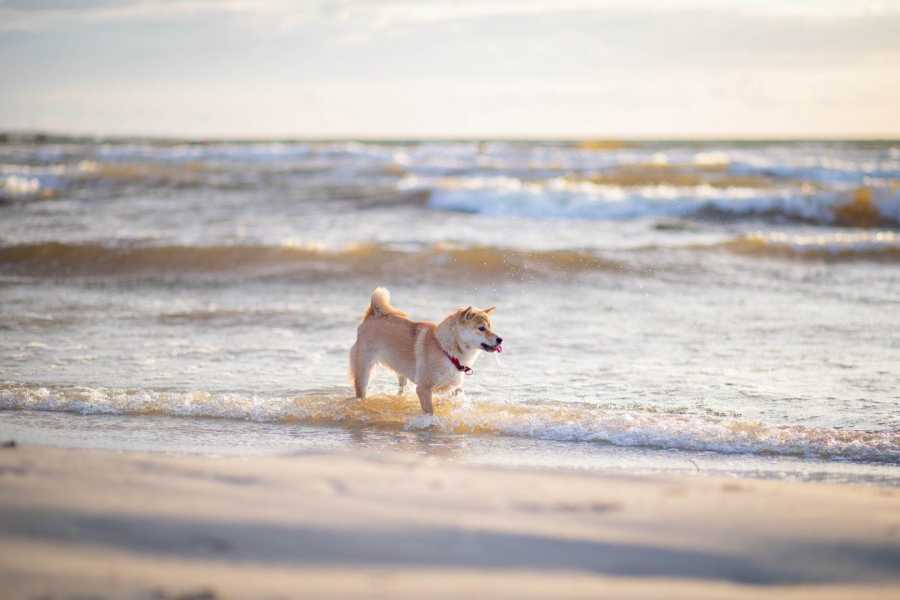 The Top Dog-Friendly Coastal Areas in Italy