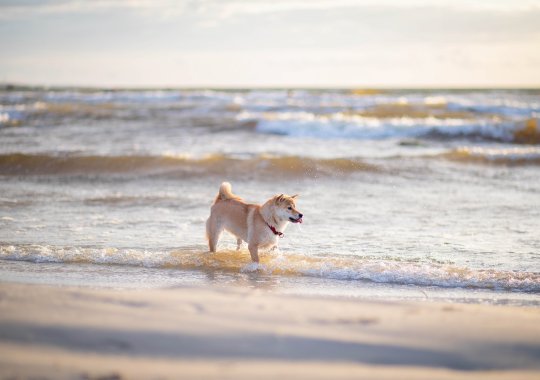 The Top Dog-Friendly Coastal Areas in Italy