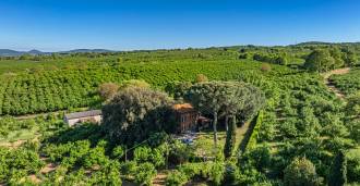 14-hectare plot with hazelnut trees for sale in Vetralla